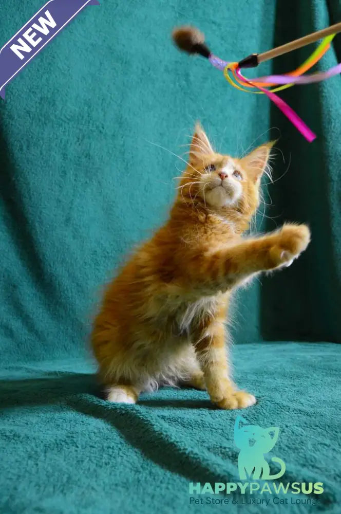 Dakota Maine Coon female red bicolour - live animals