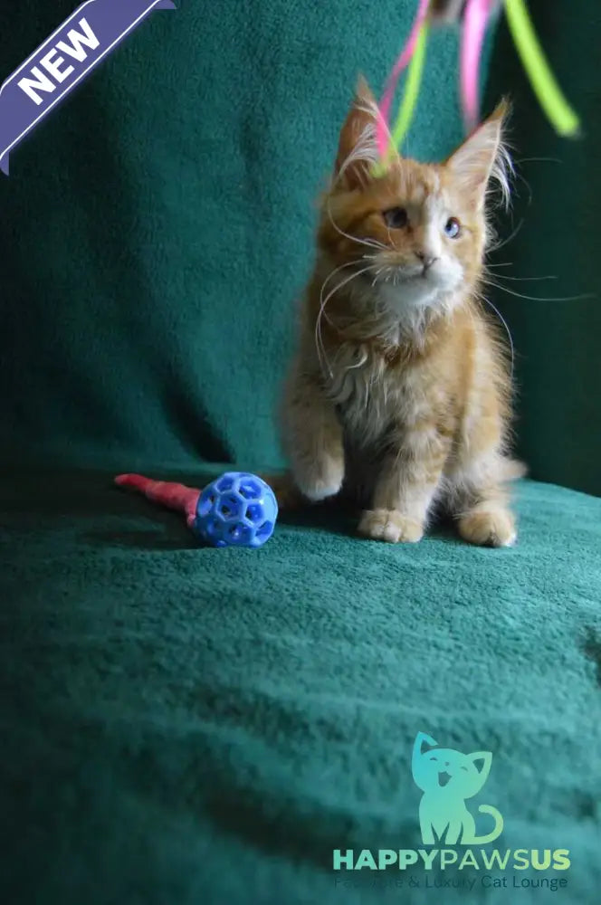 Dakota Maine Coon female red bicolour - live animals