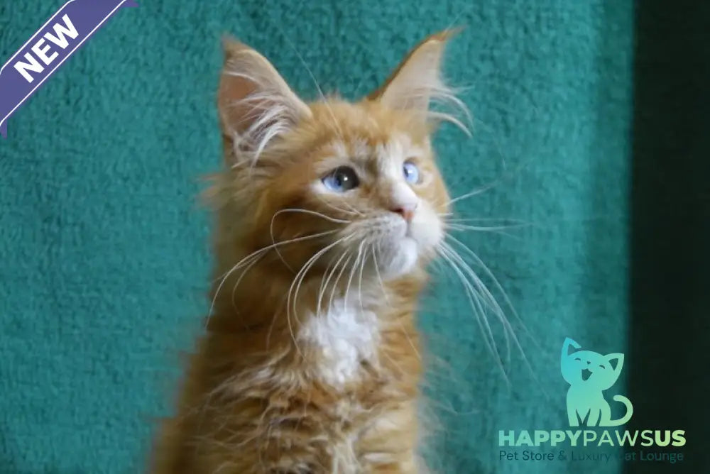 Dakota Maine Coon female red bicolour - live animals