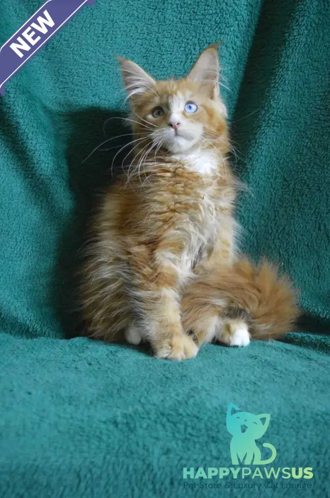Dakota Maine Coon female red bicolour - live animals