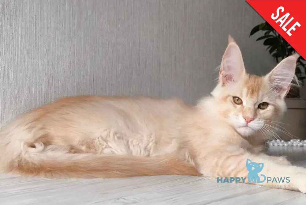 Dakota Maine Coon female red silver ticked tabby live animals