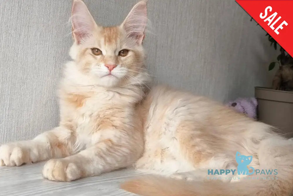 Dakota Maine Coon female red silver ticked tabby live animals