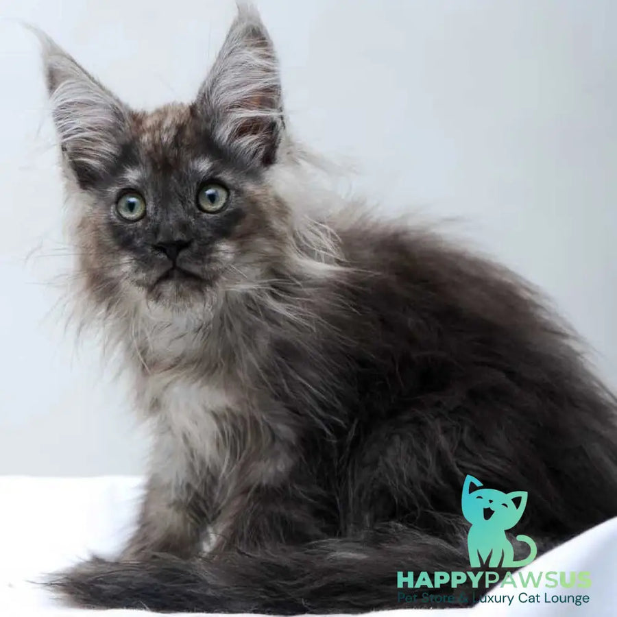 Dakota Maine Coon polydactyl female black silver - live animals