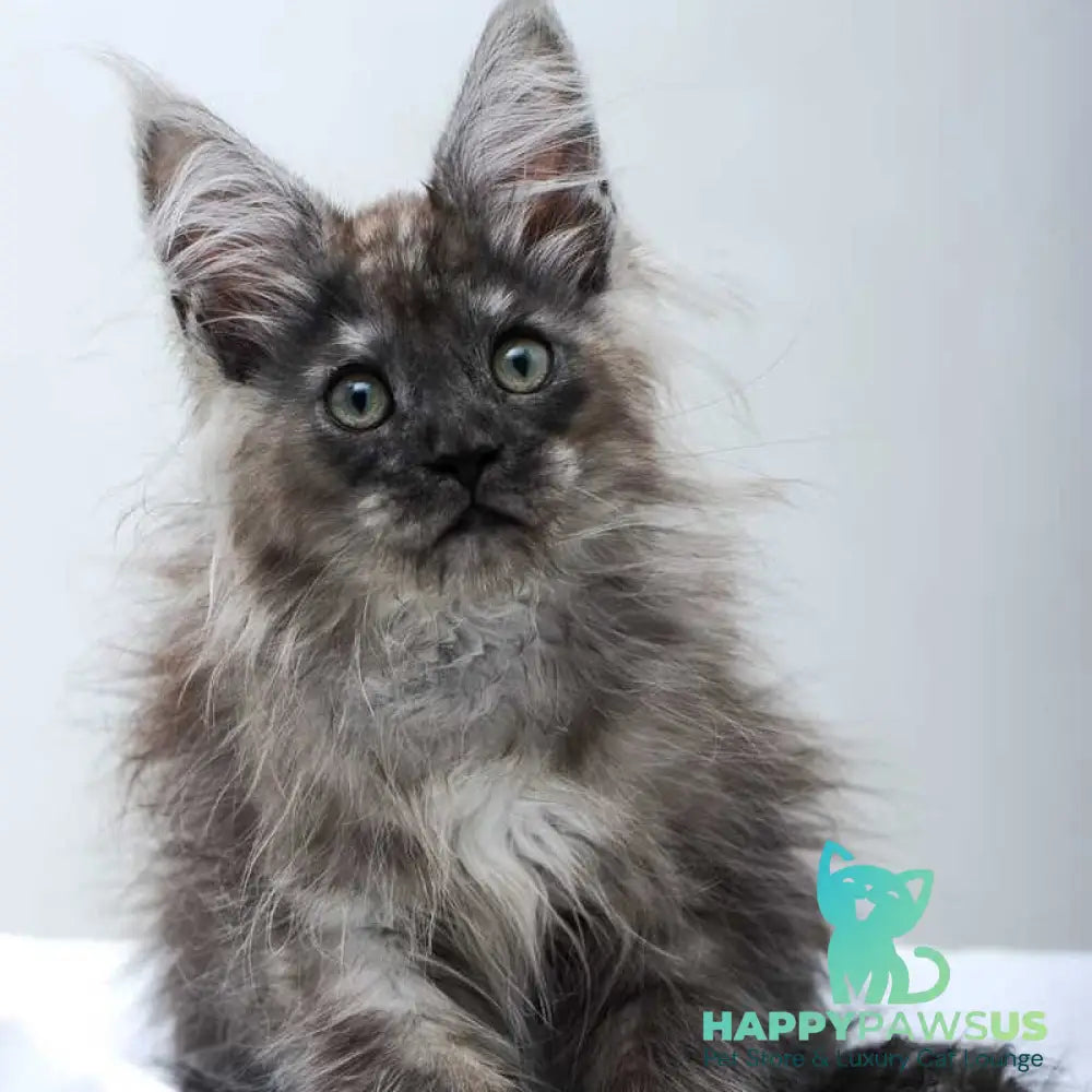 Dakota Maine Coon polydactyl female black silver - live animals