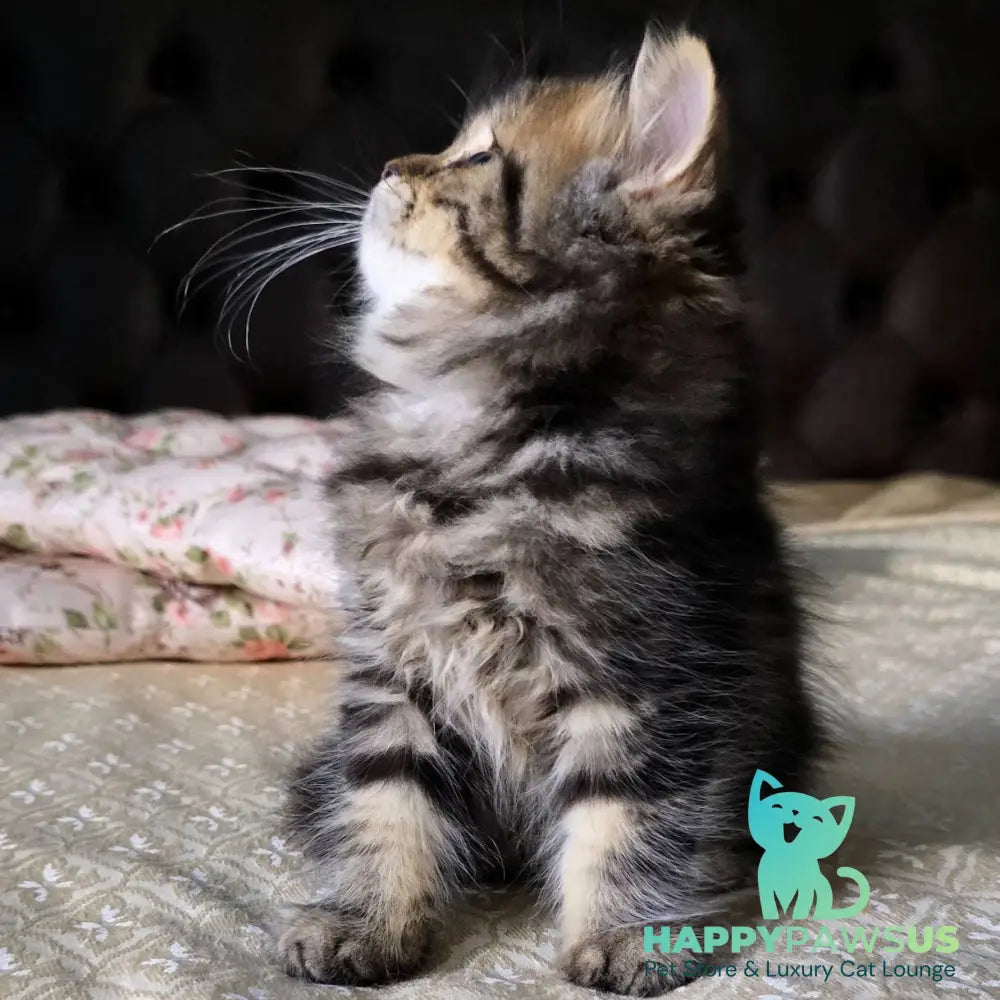 Dakota Scottish Straight female black tabby - live animals