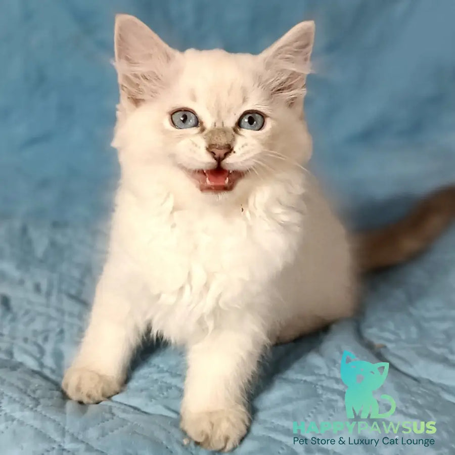 Dakota Siberian female blue tabby pointed - live animals