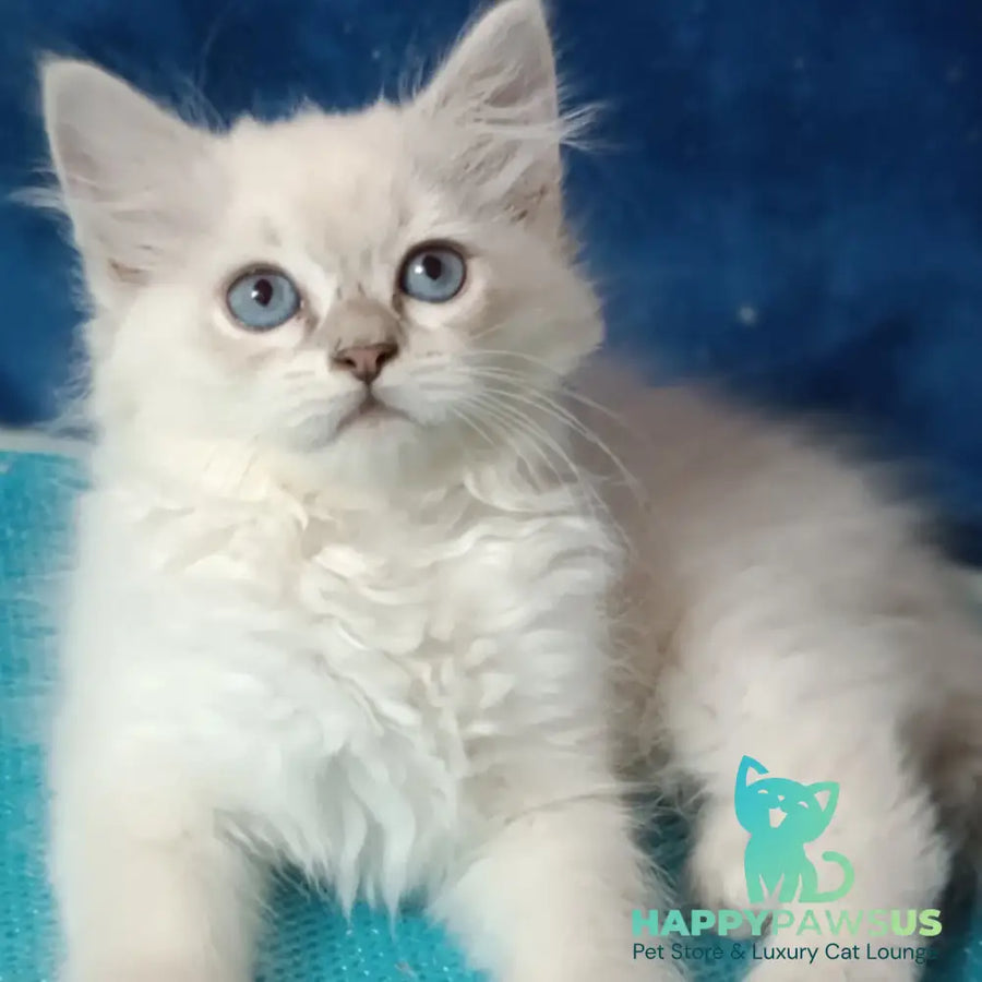 Dakota Siberian female blue tabby pointed - live animals
