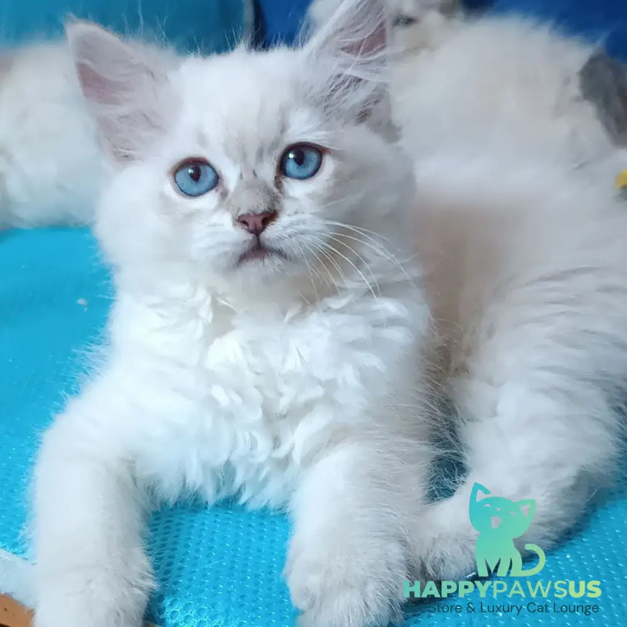 Dakota Siberian female blue tabby pointed - live animals
