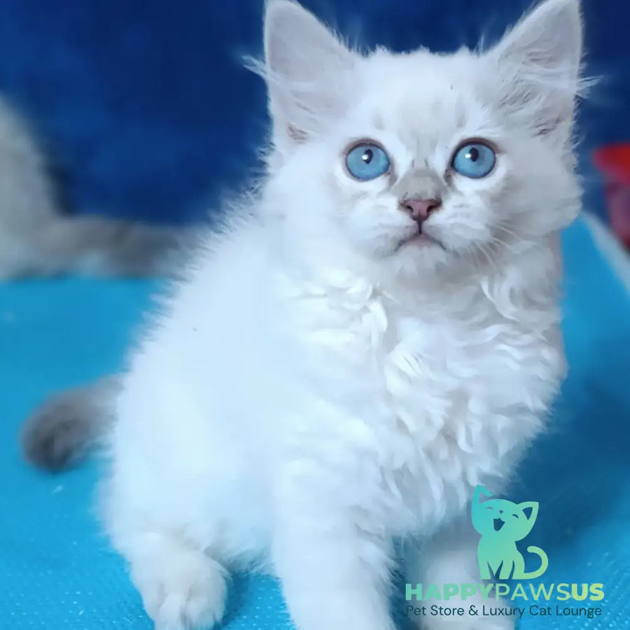 Dakota Siberian female blue tabby pointed - live animals