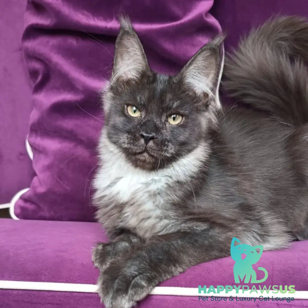 Dalaina Maine Coon female black silver - live animals