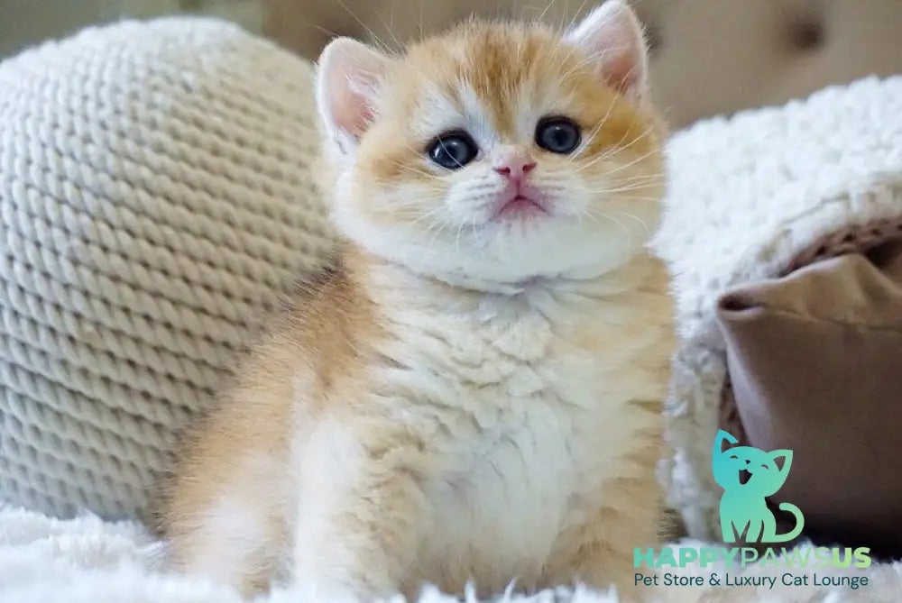 Dale British Shorthair male black golden chinchilla - live animals