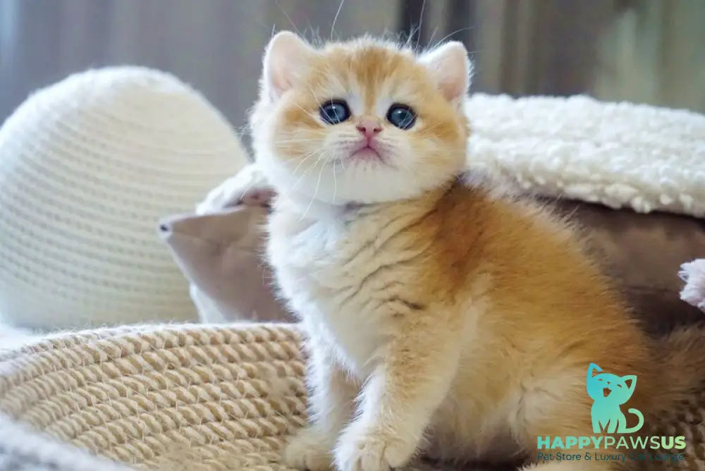 Dale British Shorthair male black golden chinchilla - live animals