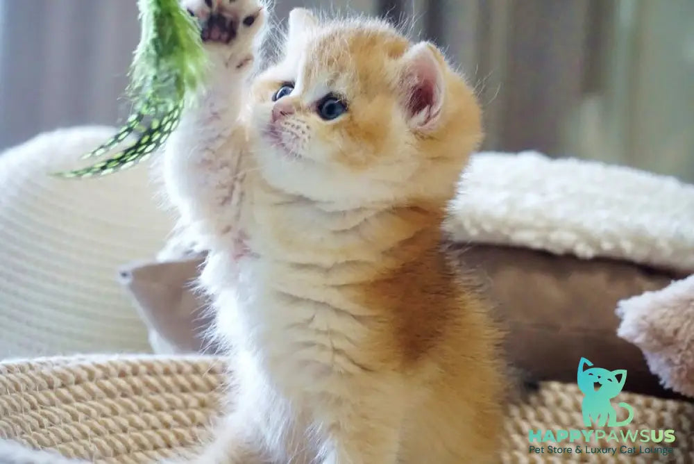 Dale British Shorthair male black golden chinchilla - live animals