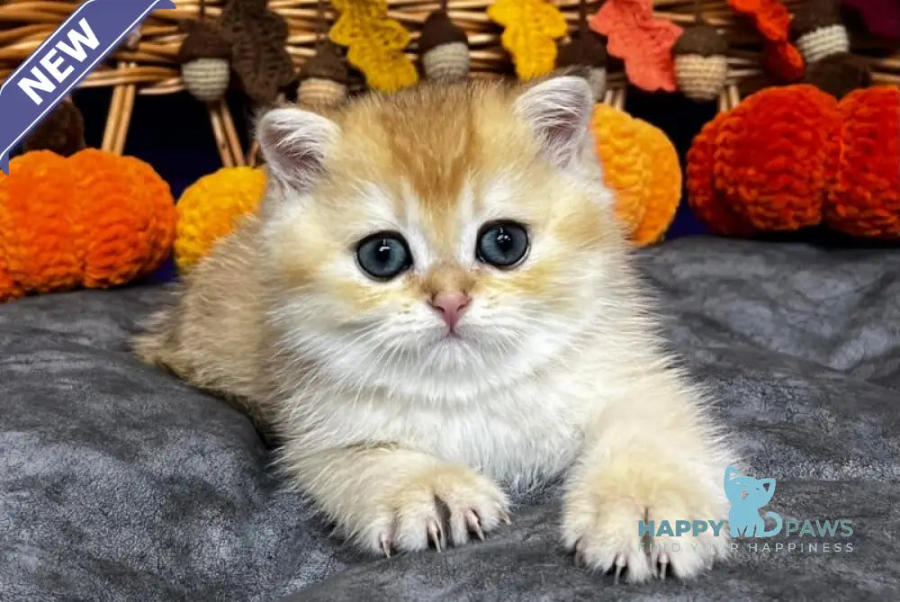 Dali Scottish Straight male black golden chinchilla live animals