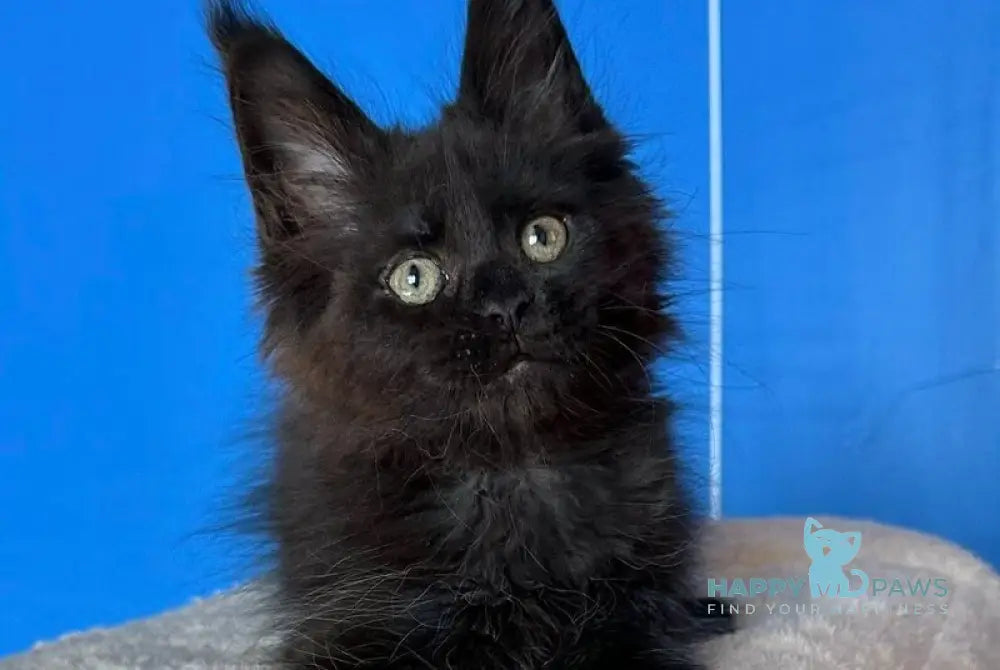 Dalida Maine Coon female black live animals