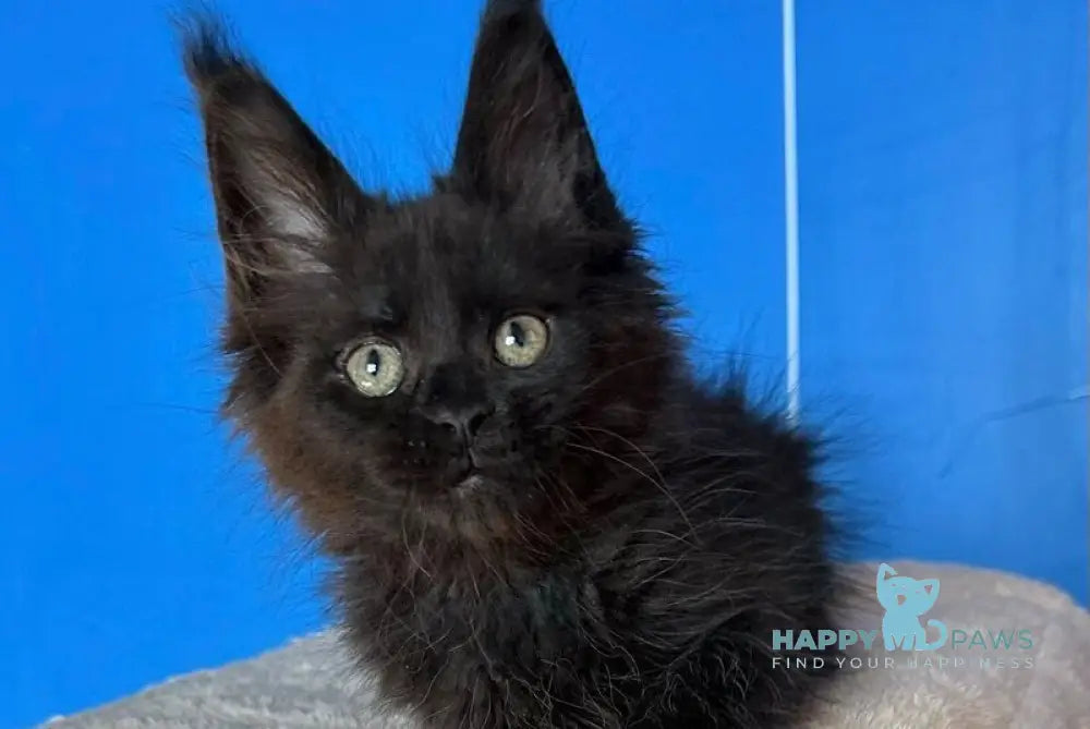 Dalida Maine Coon female black live animals