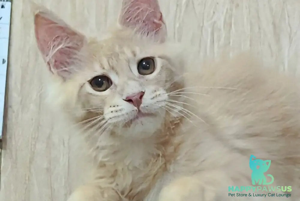 Daliya Maine Coon female cream tabby - live animals