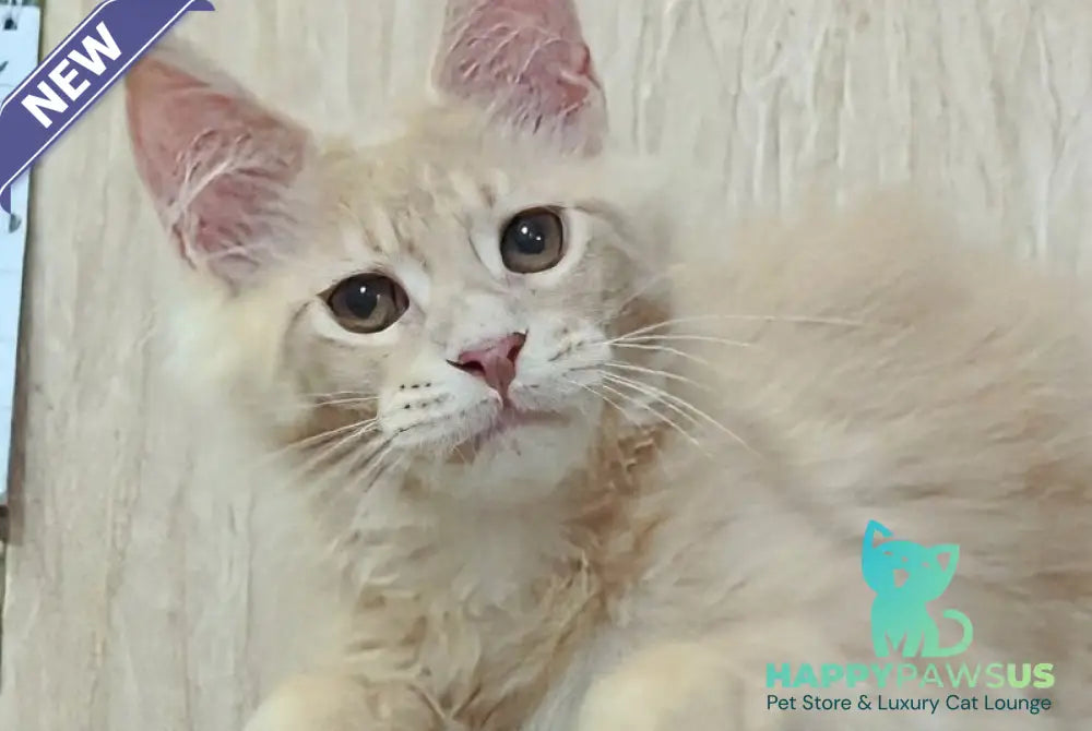 Daliya Maine Coon female cream tabby - live animals