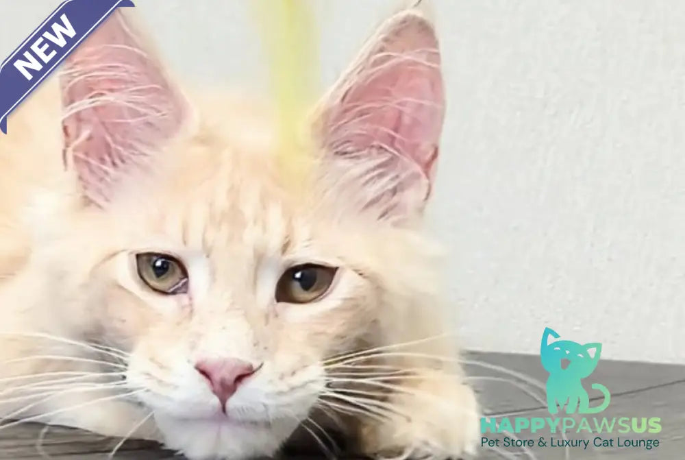 Daliya Maine Coon female cream tabby - live animals