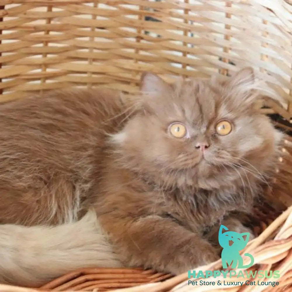 Dallas British Longhair male cinnamon - live animals