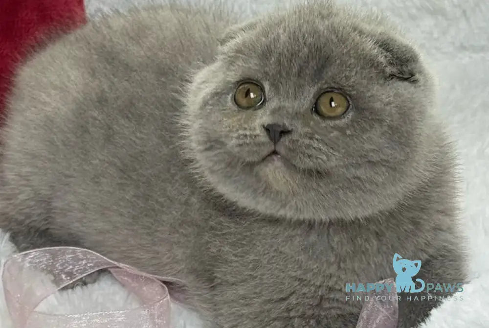 Dallas Scottish Fold male blue live animals