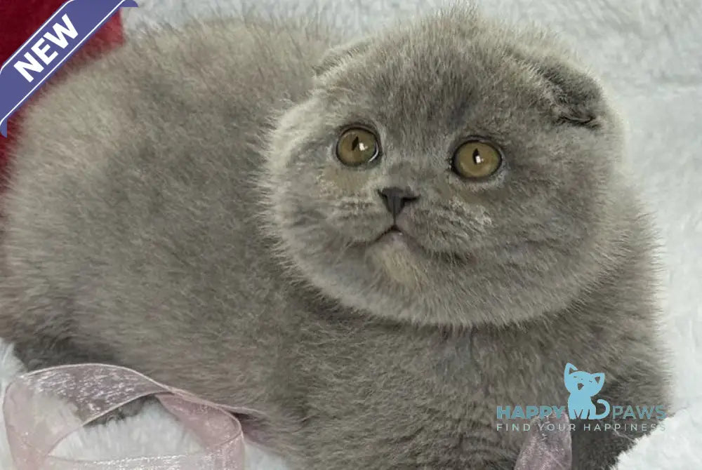Dallas Scottish Fold male blue live animals