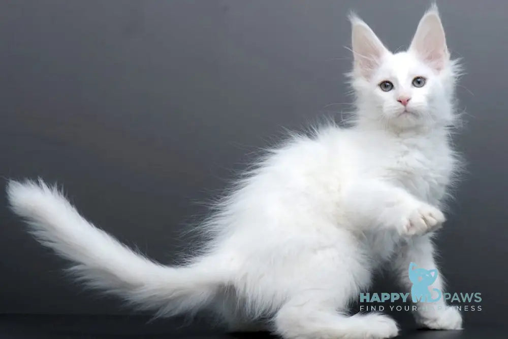 Damian Maine Coon male white live animals