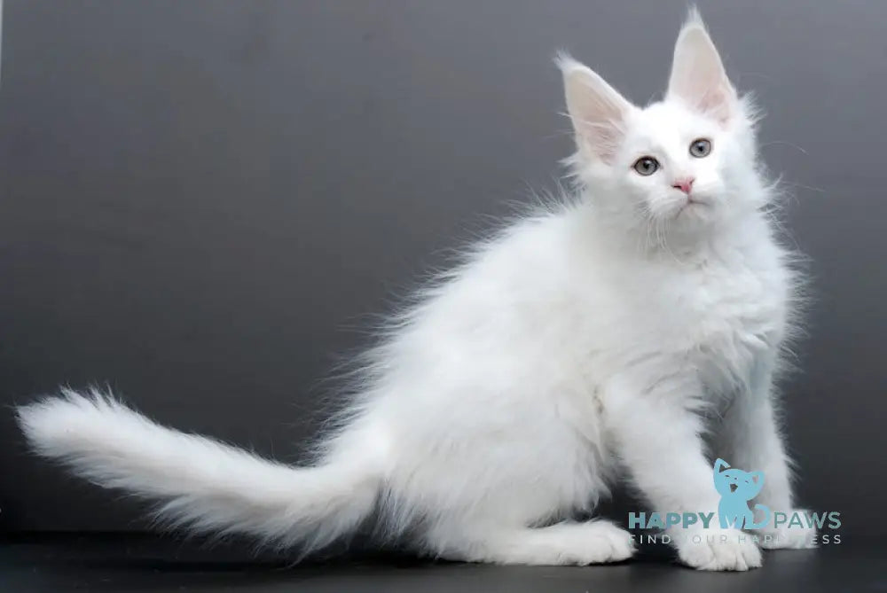 Damian Maine Coon male white live animals