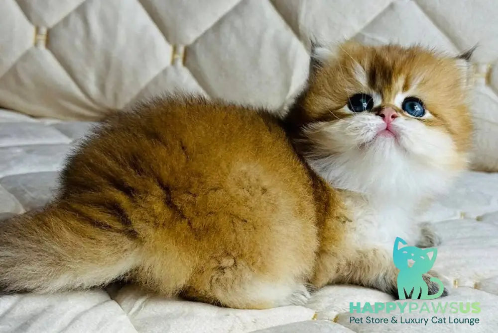 Damir British Longhair male black golden shaded - live animals