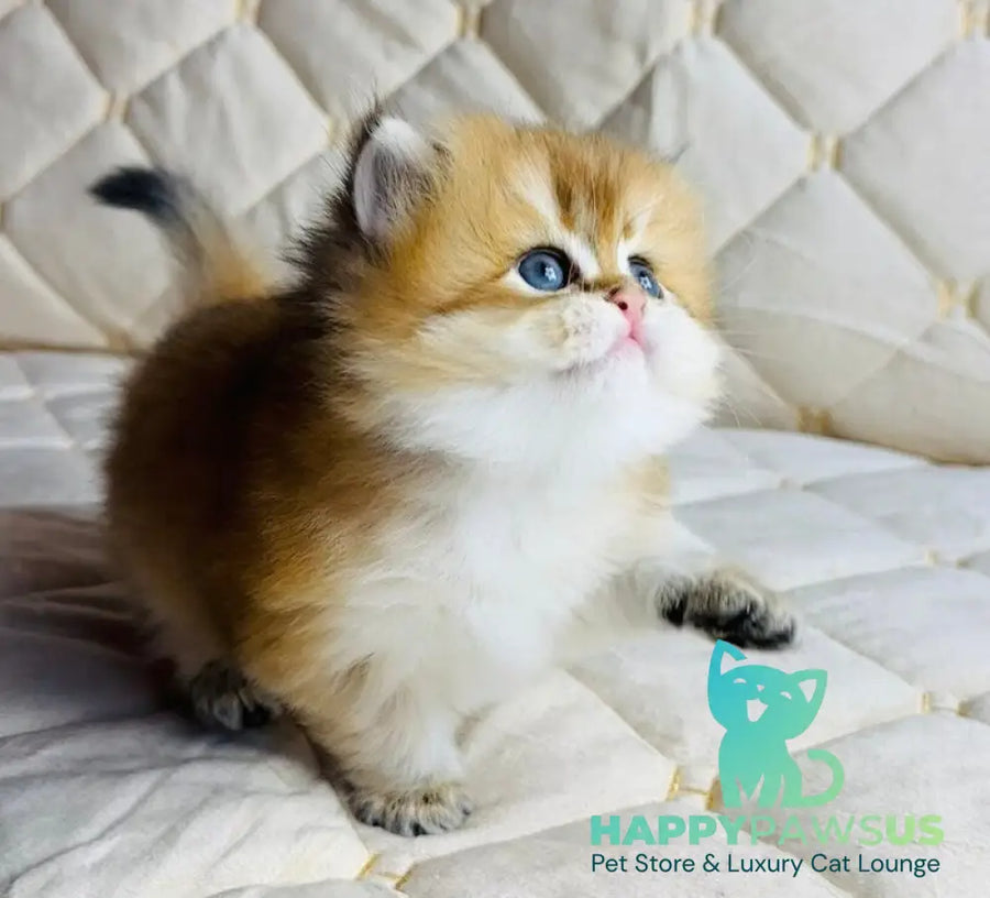 Damir British Longhair male black golden shaded - live animals