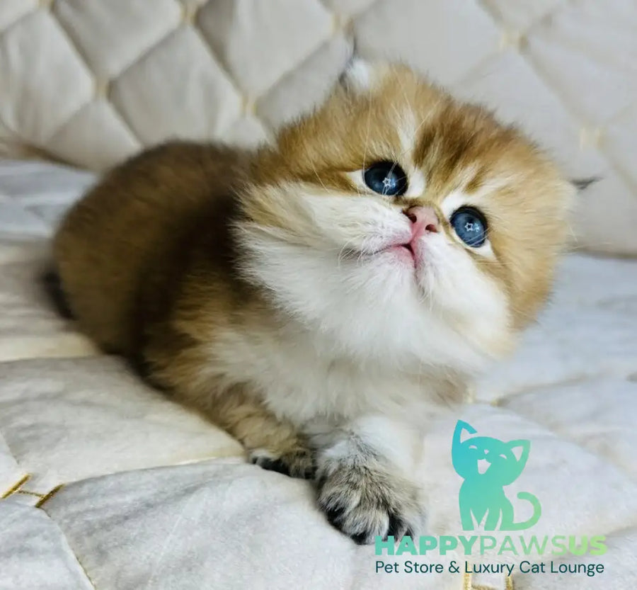 Damir British Longhair male black golden shaded - live animals