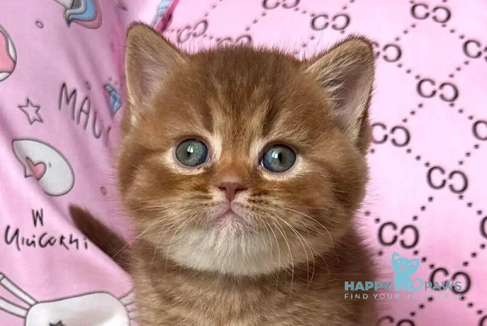 Damir British Shorthair male cinnamon ticked tabby live animals