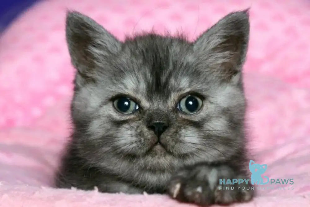 Damir Scottish Straight male black silver live animals