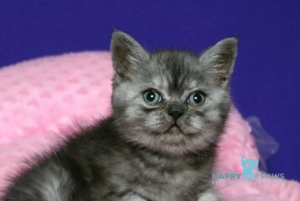 Damir Scottish Straight male black silver live animals