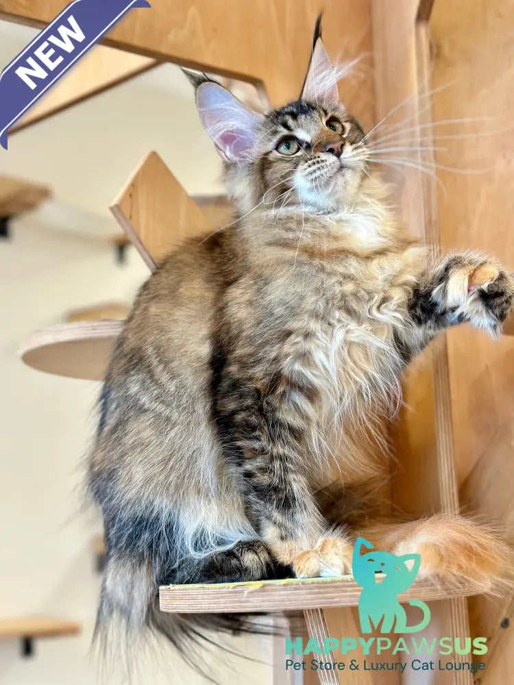 Damira Maine Coon polydactyl female tortie ticked tabby - live animals