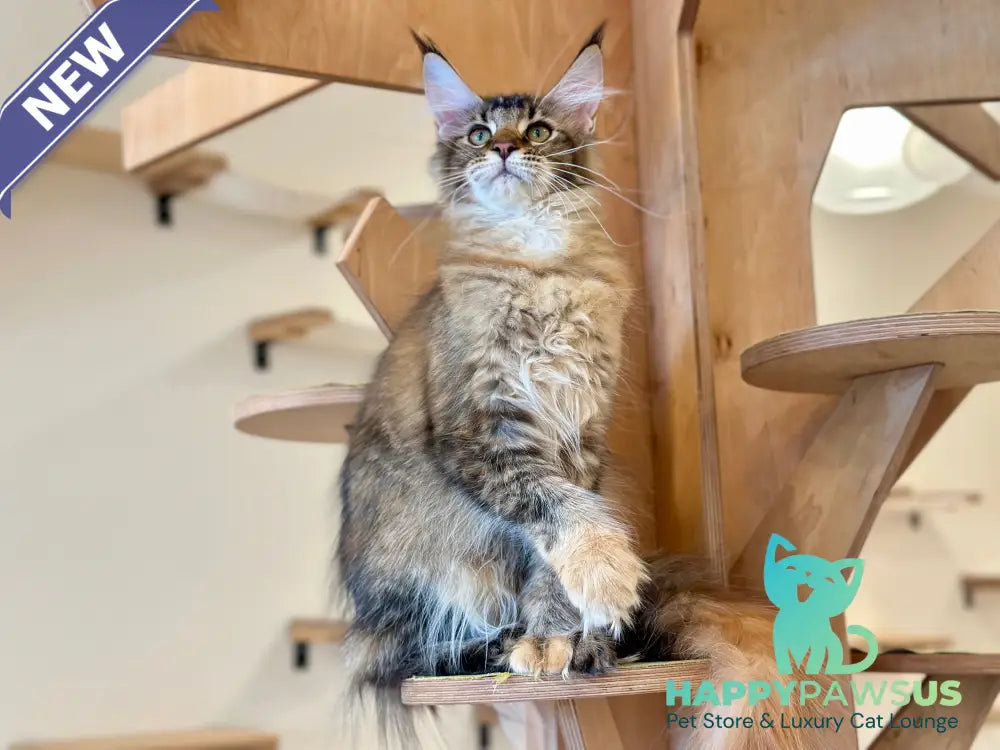 Damira Maine Coon polydactyl female tortie ticked tabby - live animals
