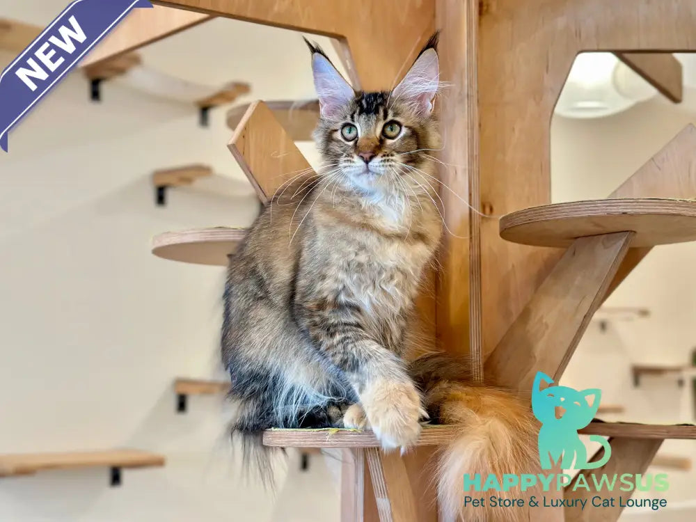 Damira Maine Coon polydactyl female tortie ticked tabby - live animals