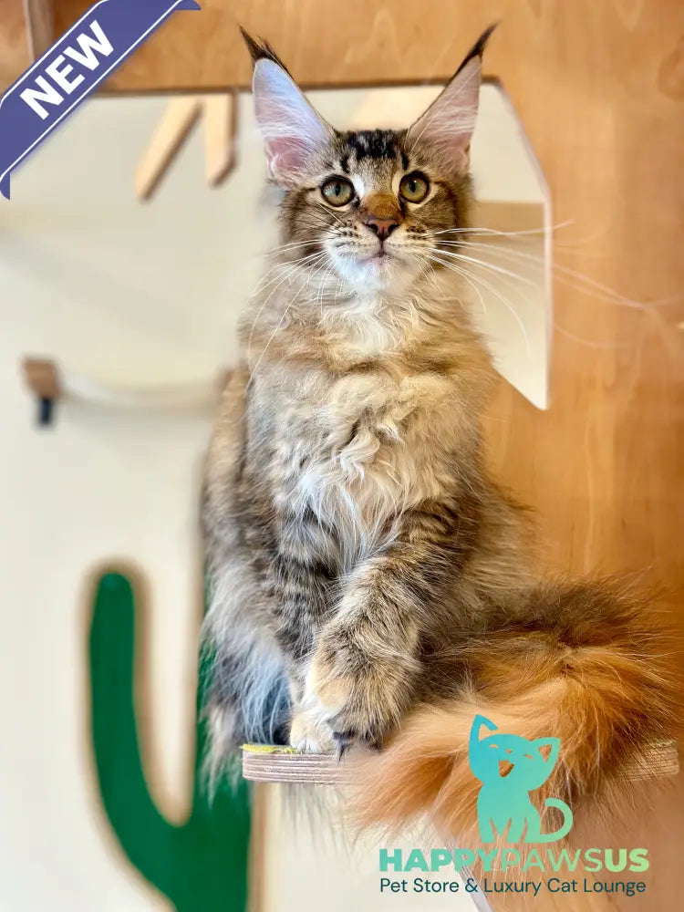 Damira Maine Coon polydactyl female tortie ticked tabby - live animals