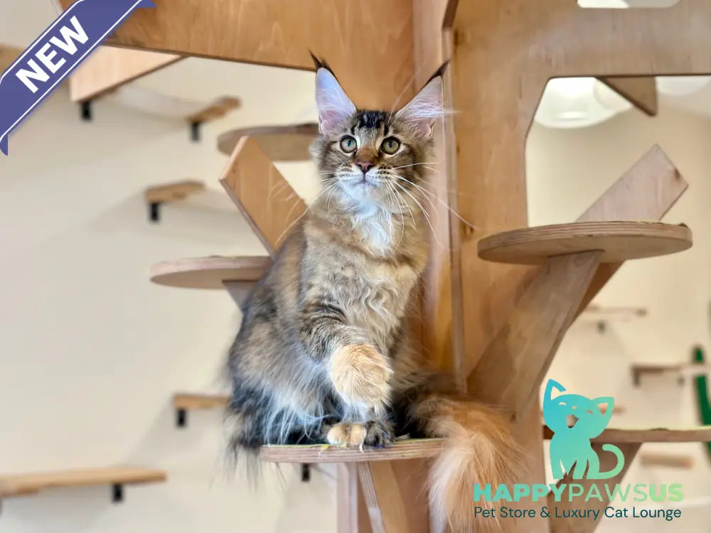 Damira Maine Coon polydactyl female tortie ticked tabby - live animals