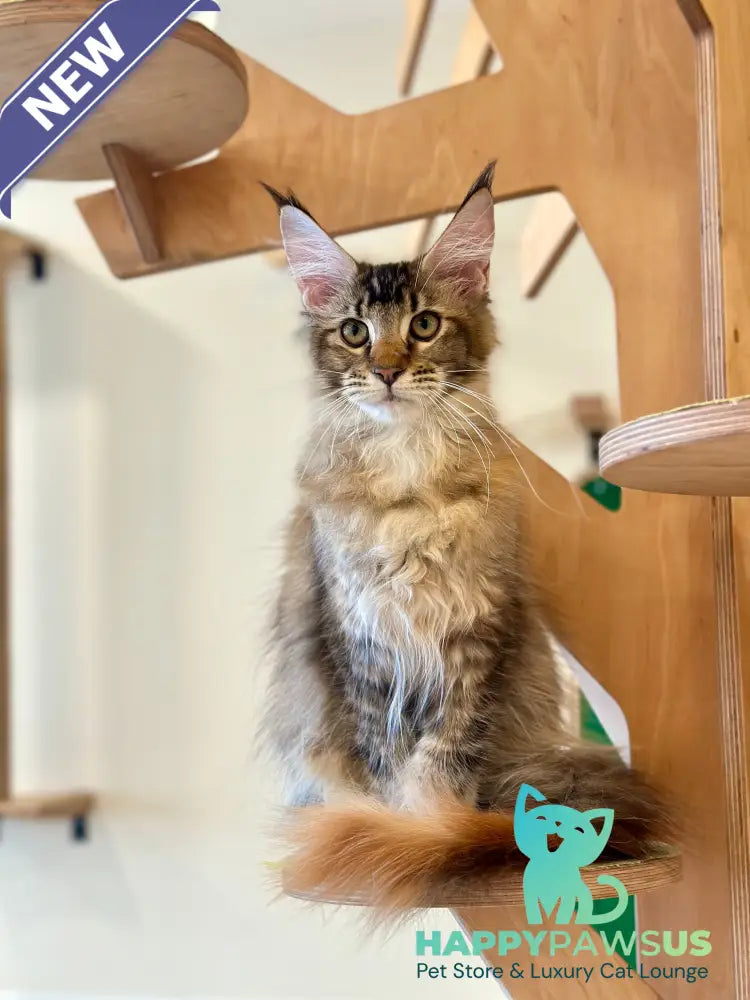 Damira Maine Coon polydactyl female tortie ticked tabby - live animals