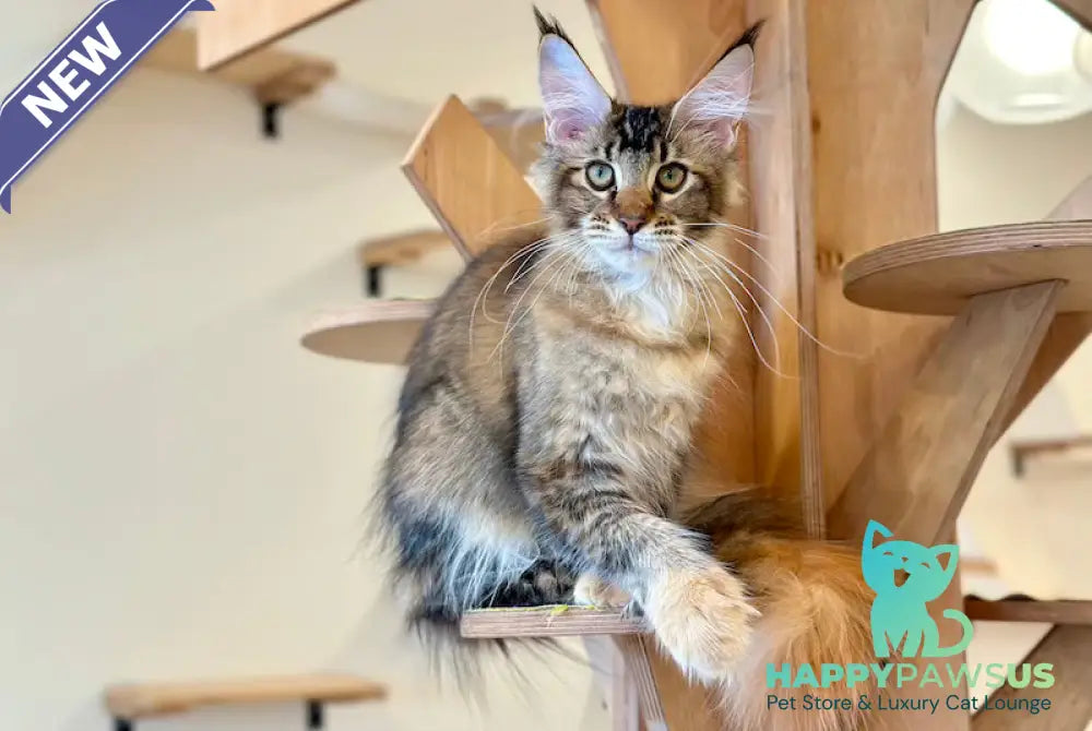 Damira Maine Coon polydactyl female tortie ticked tabby - live animals