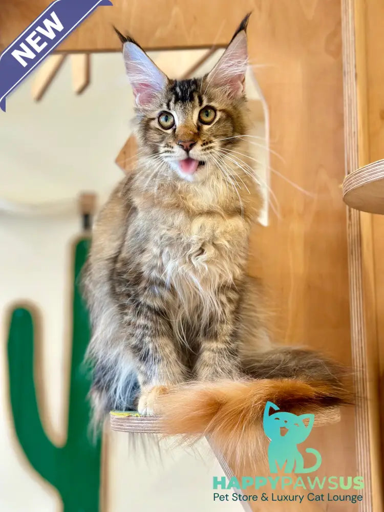 Damira Maine Coon polydactyl female tortie ticked tabby - live animals