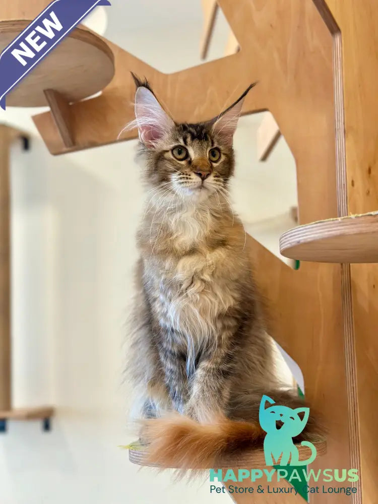 Damira Maine Coon polydactyl female tortie ticked tabby - live animals