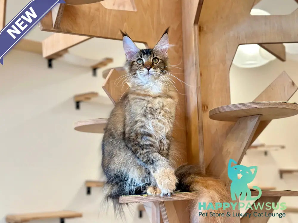 Damira Maine Coon polydactyl female tortie ticked tabby - live animals