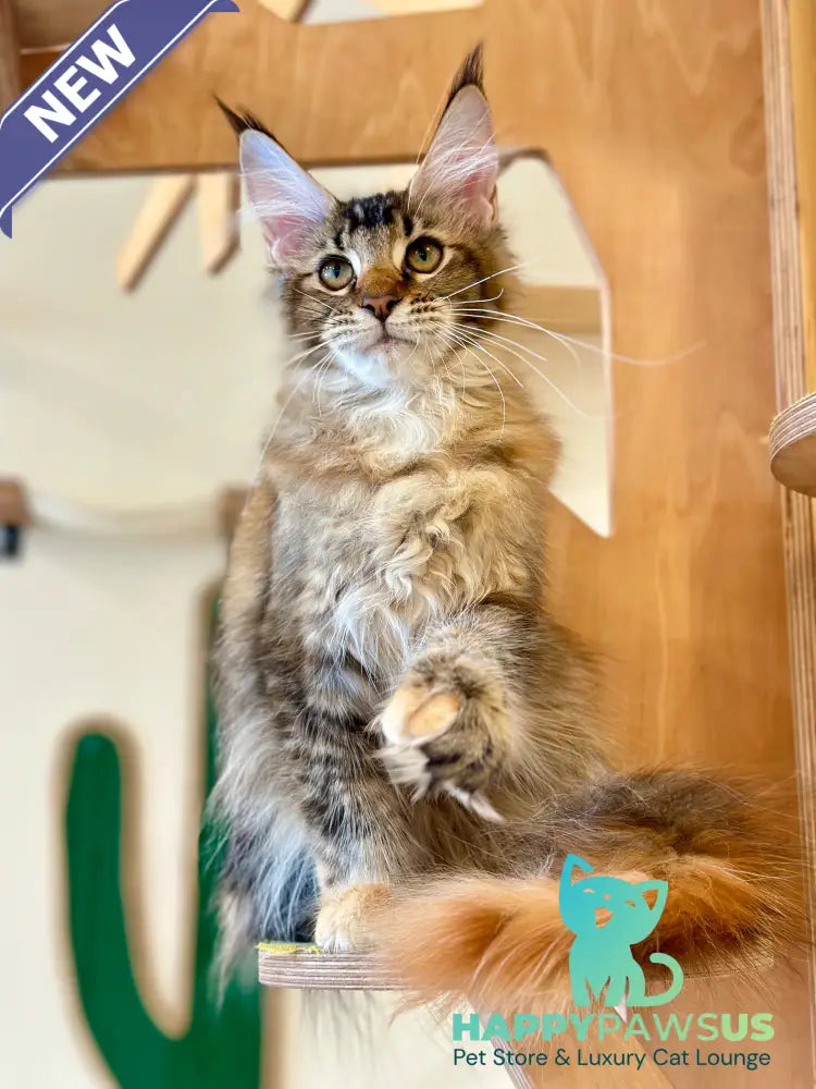Damira Maine Coon polydactyl female tortie ticked tabby - live animals