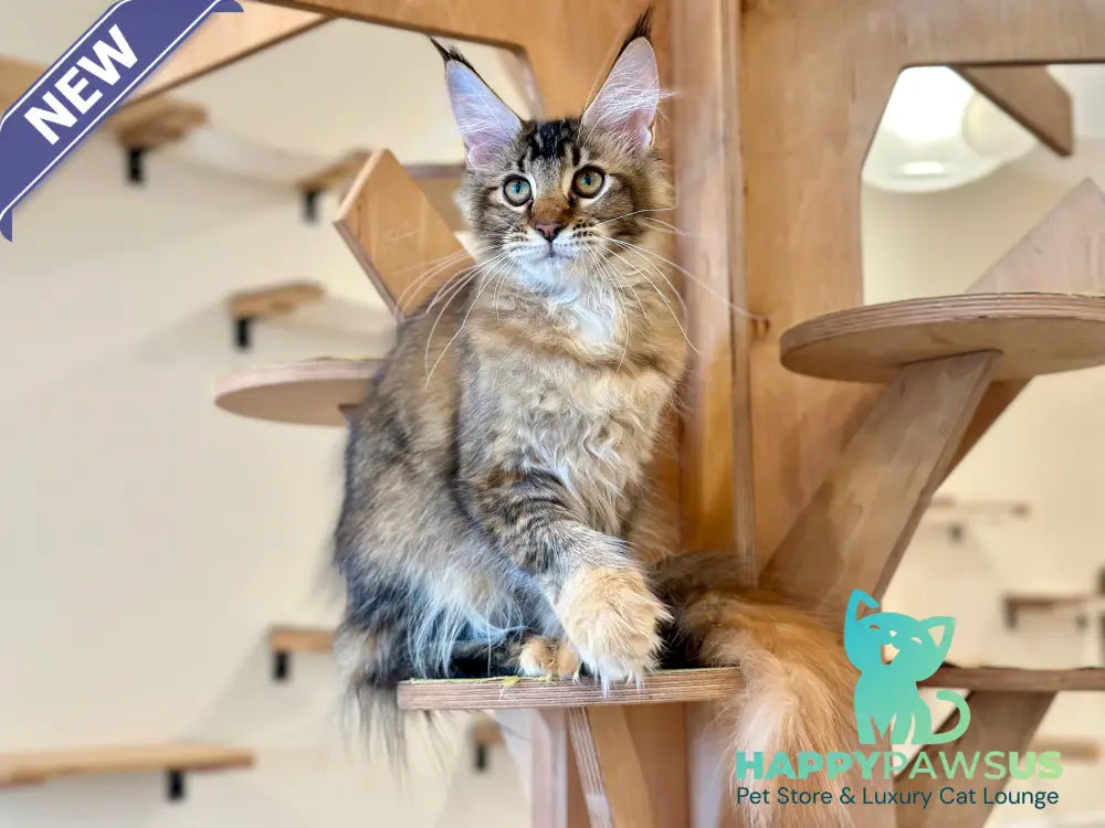 Damira Maine Coon polydactyl female tortie ticked tabby - live animals