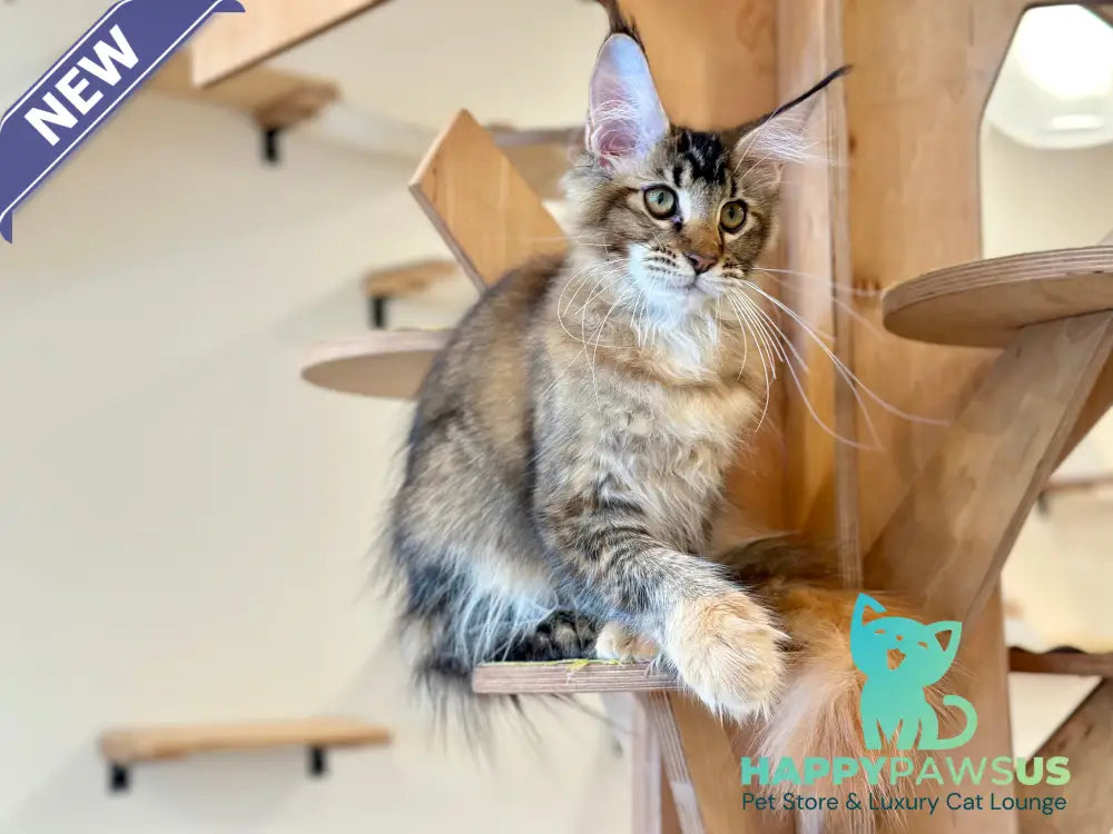 Damira Maine Coon polydactyl female tortie ticked tabby - live animals