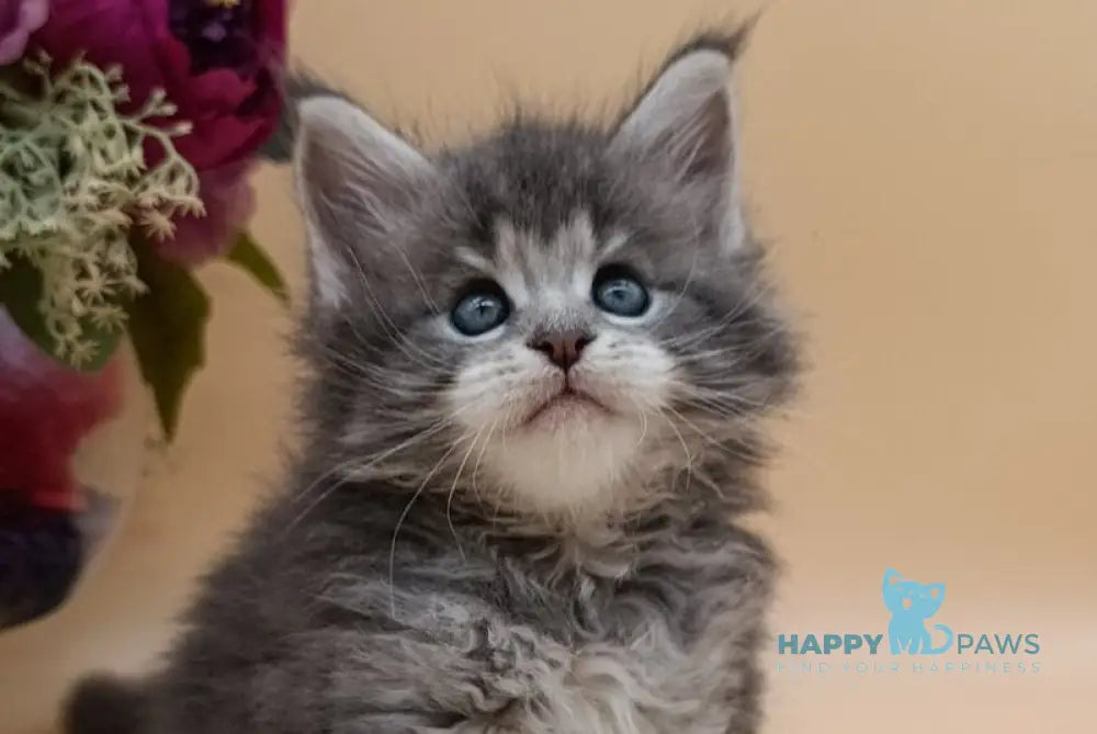 Damond Maine Coon male blue silver tabby live animals