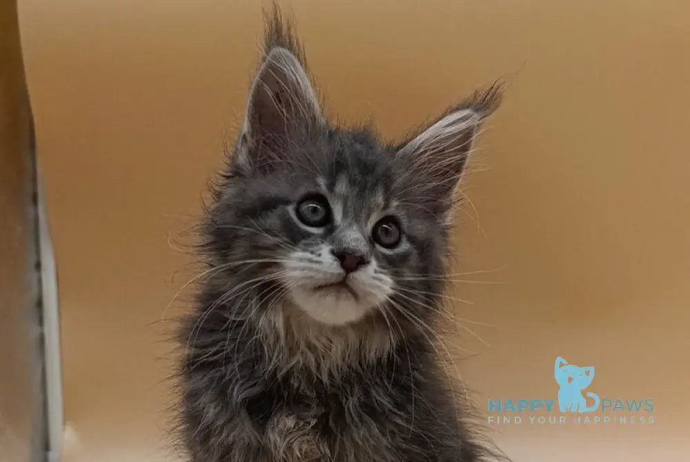 Damond Maine Coon male blue silver tabby live animals