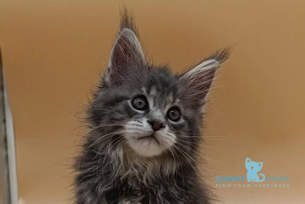 Damond Maine Coon male blue silver tabby live animals